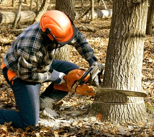 Tree Removal in Lewisville, NC